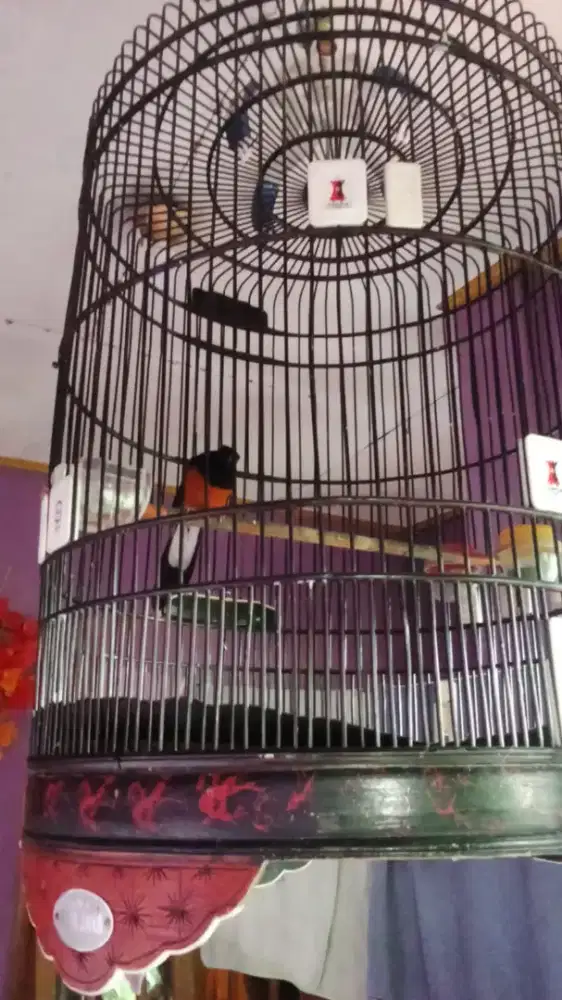 Murai gacor ring nakula 014