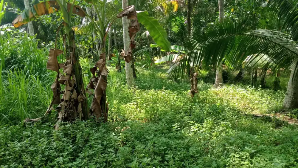 Jual tanah di purwodadi pwr