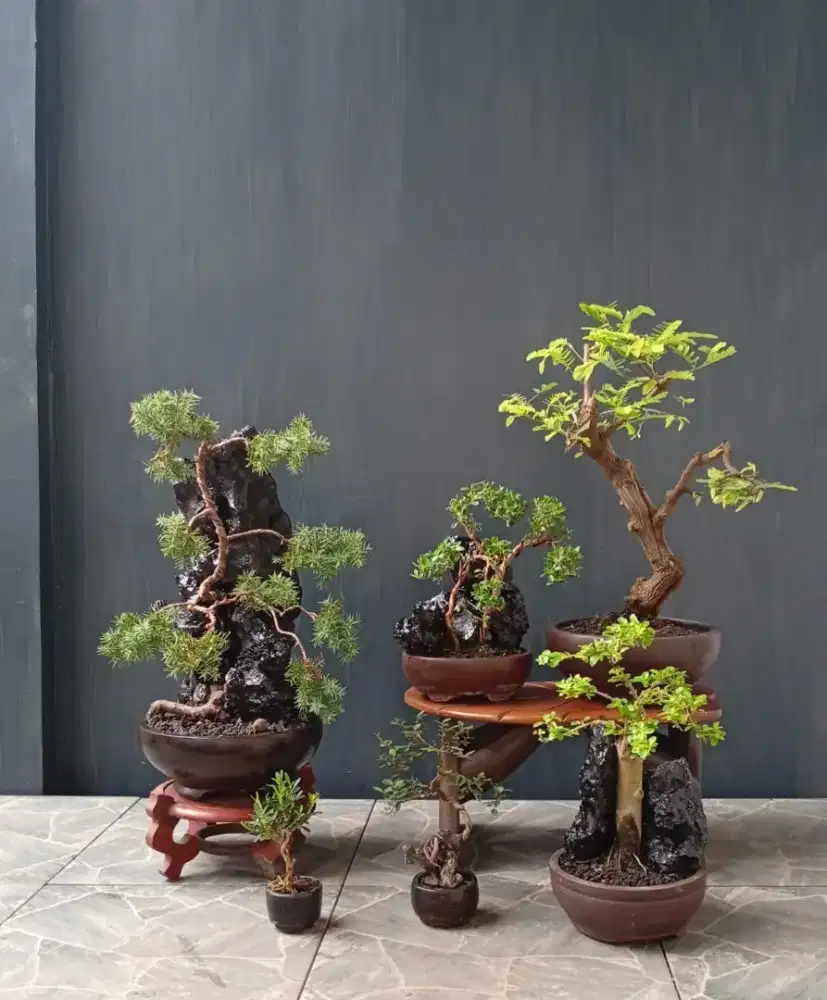 Jual borongan mini bonsai