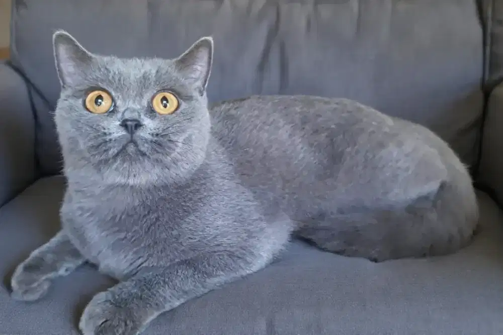 BSH BRITISH SHORTHAIR SF SCOTTISH FOLD MUNCHKIN MC RAGDOLL EXO