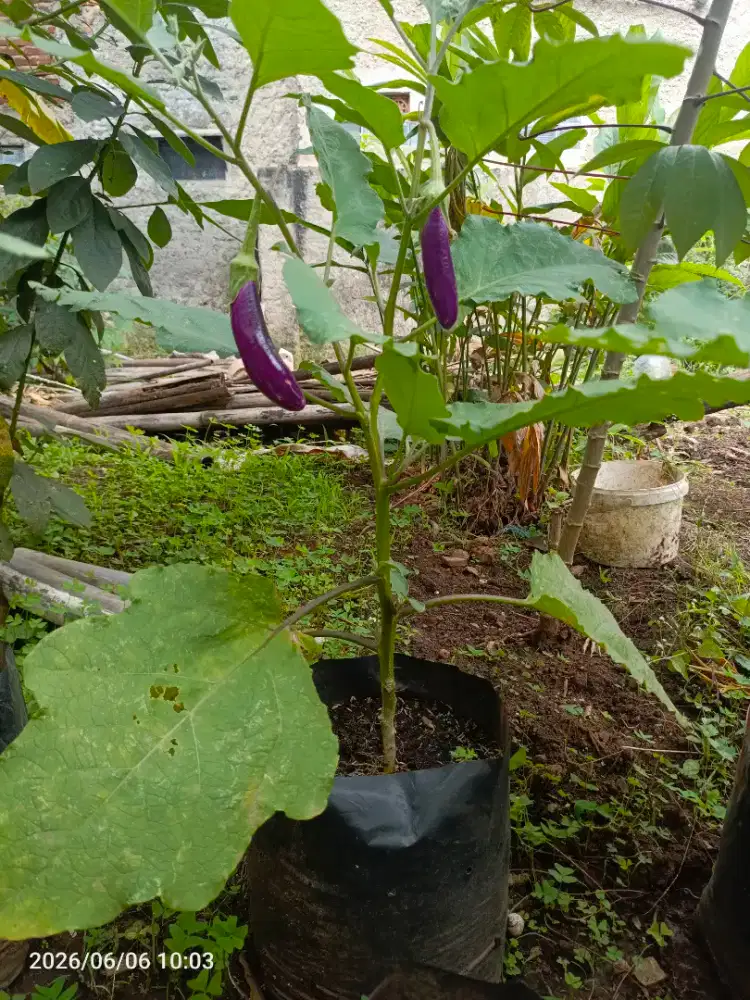 Pohon terong ungu