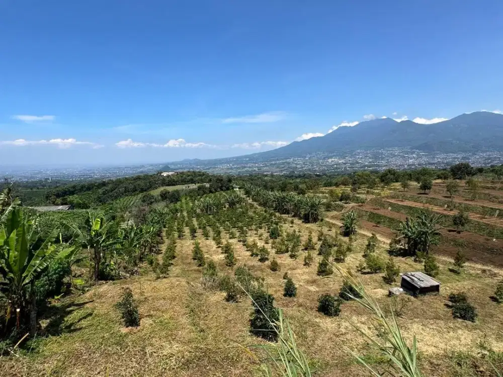 Di jual Kebun Durian & Alpukat Produktif Kota Batu — Investasi Pertanian Premium!