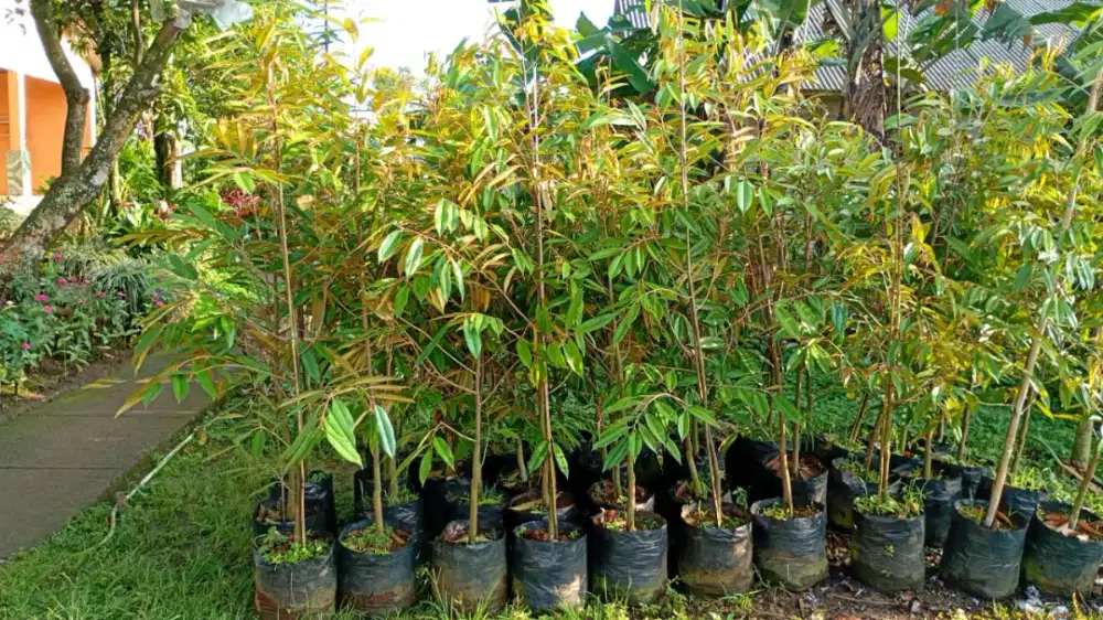 Bibit durian semua jenis