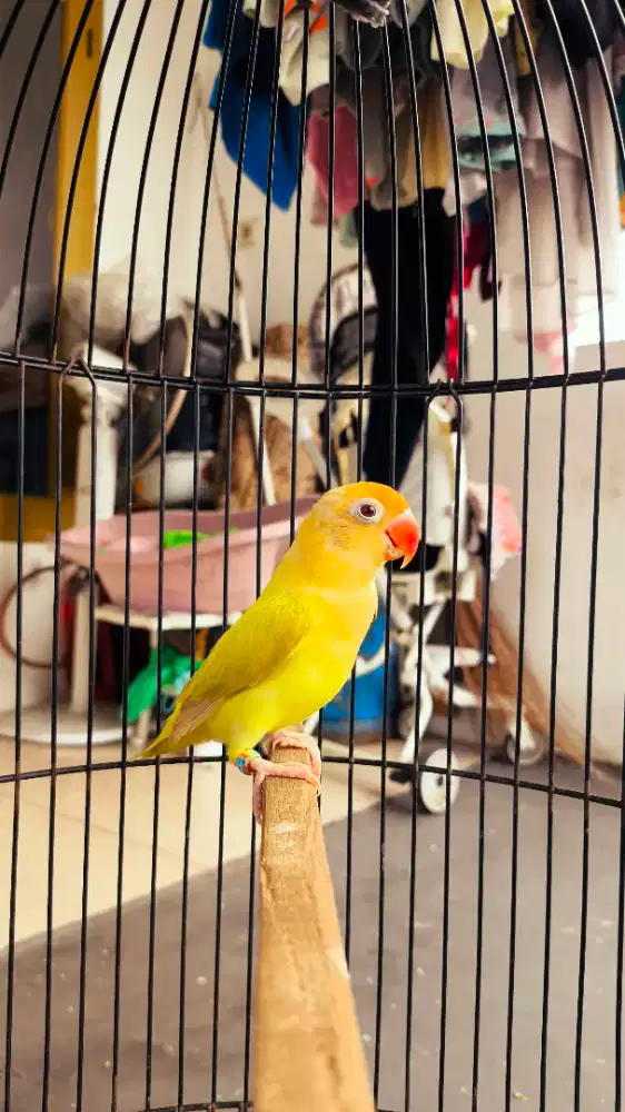 Lovebird Biola PB PF Mata Merah
