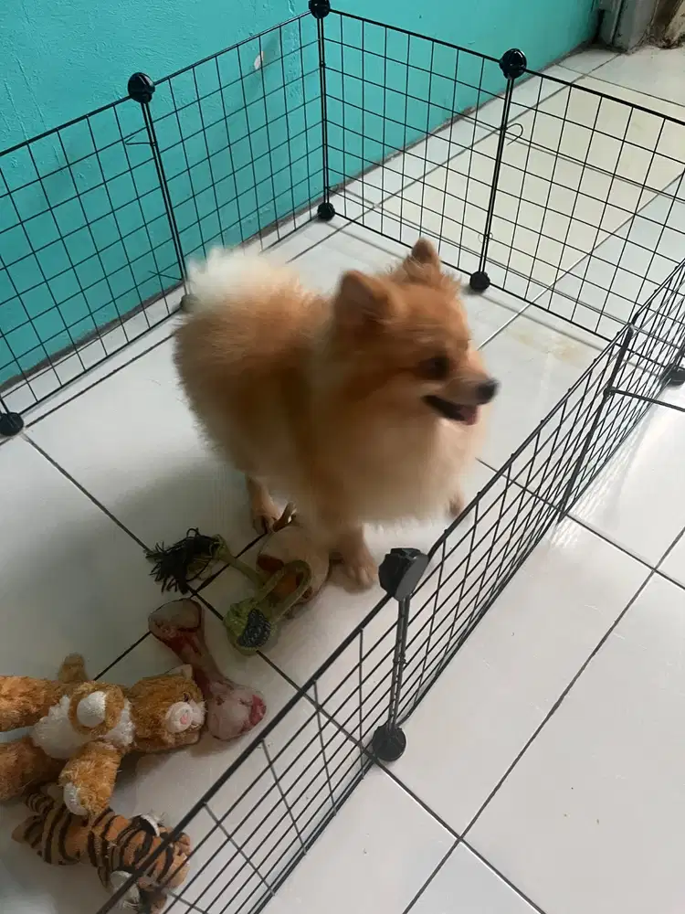 Anjing Minipom jantan