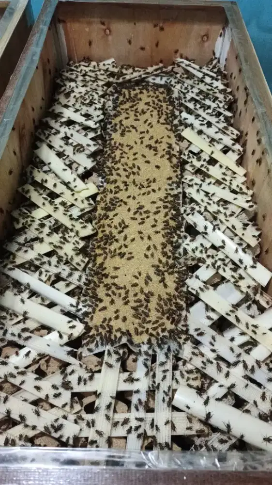Jual jangkrik alam