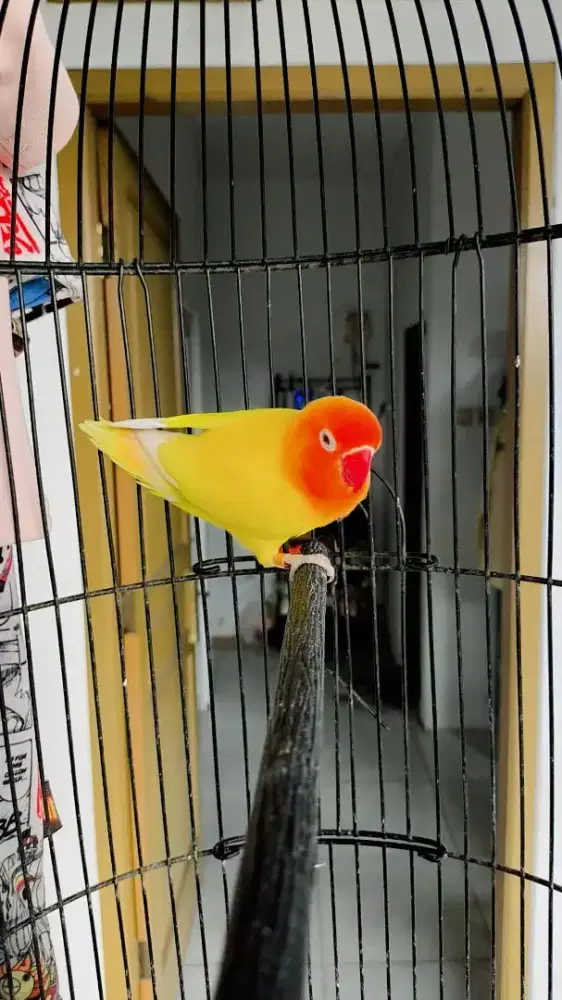 Lovebird Lutino Mata merah