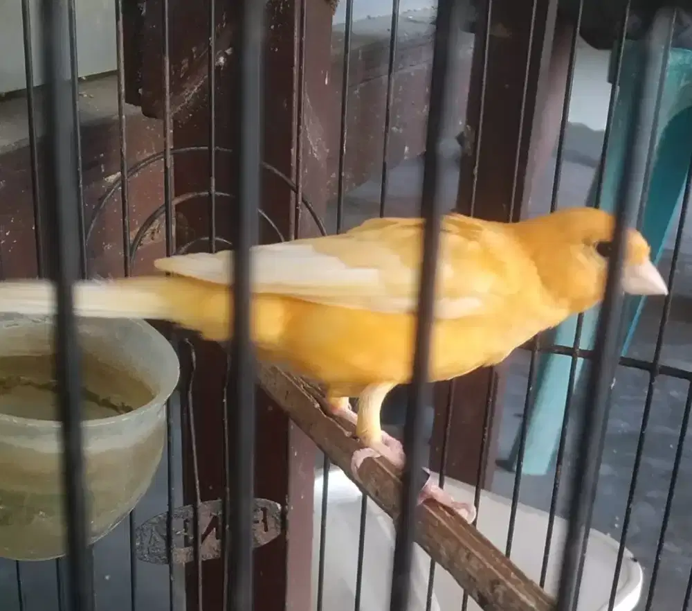 Kenari melok jantan usia 8bulanan gacoran