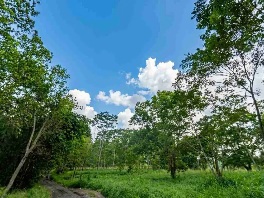 Tanah Murah SHM Pekarangan Mangku Jalan Besar Samping Merapi Golf Sejuk