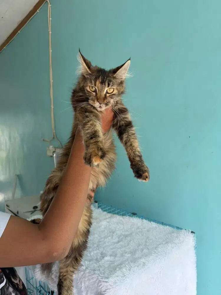 jual kucing mainecoon ortu ped