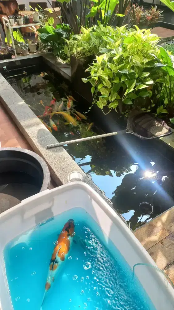 Koi Blitar Borongan, Koi jumbo, milik pribadi