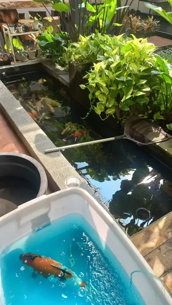 Koi Blitar Borongan, Koi jumbo, milik pribadi