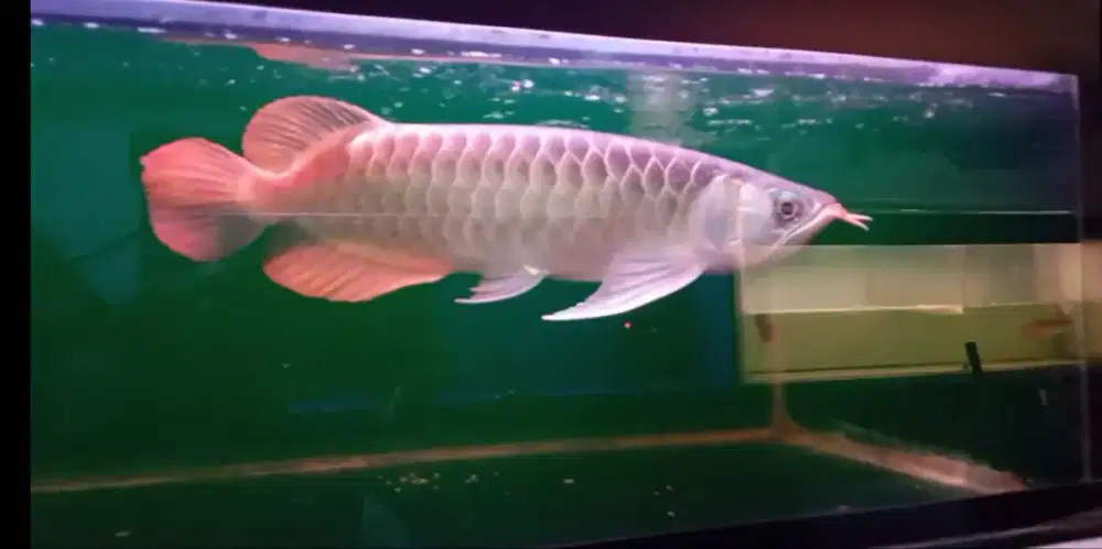 Arwana super red 38 cm