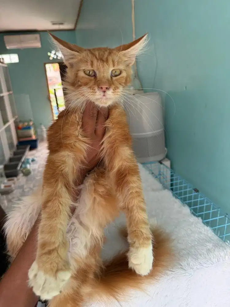 kucing maincoone ortu pedigree