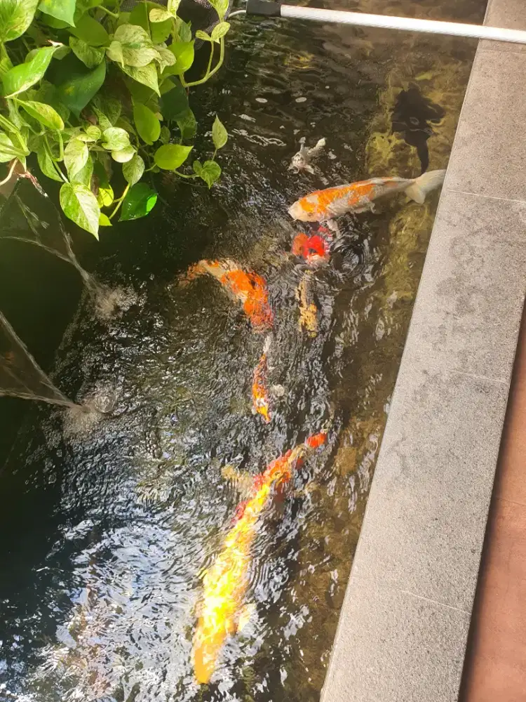 Koi Jumbo, Koi Blitar