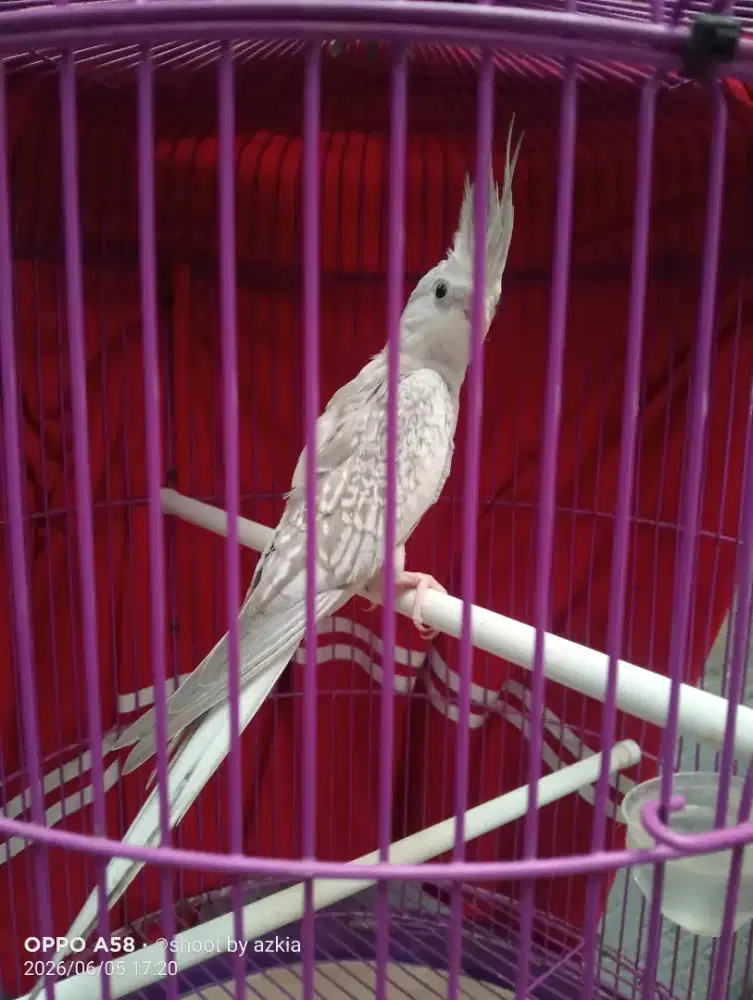 Burung falk parkit australia