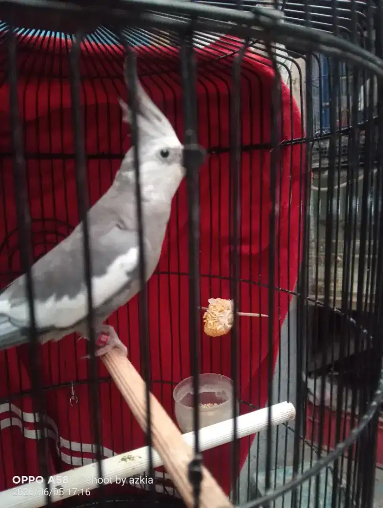 Burung falk parkit australia