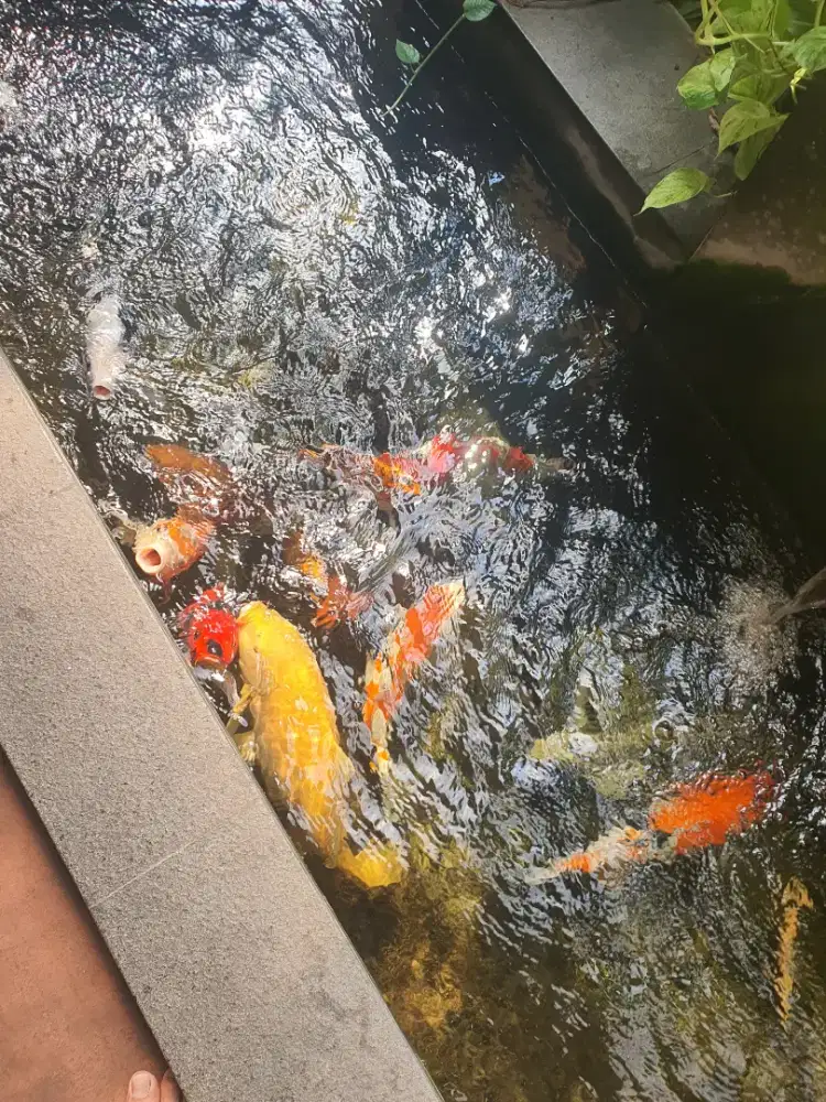 Koi blitar borongan