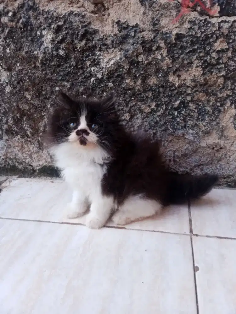 Kucing Persia medium