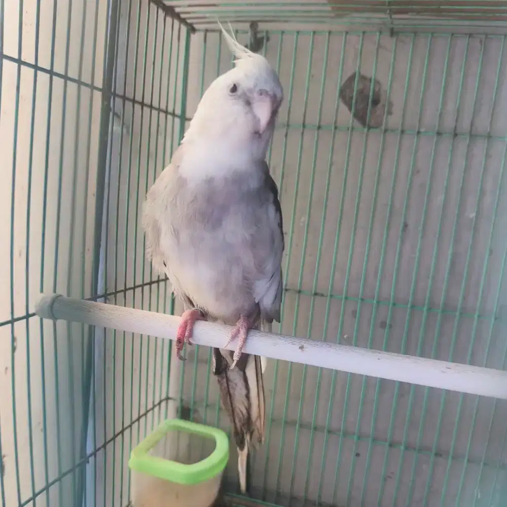 Burung Falk, parkir Australia, Cockatiel