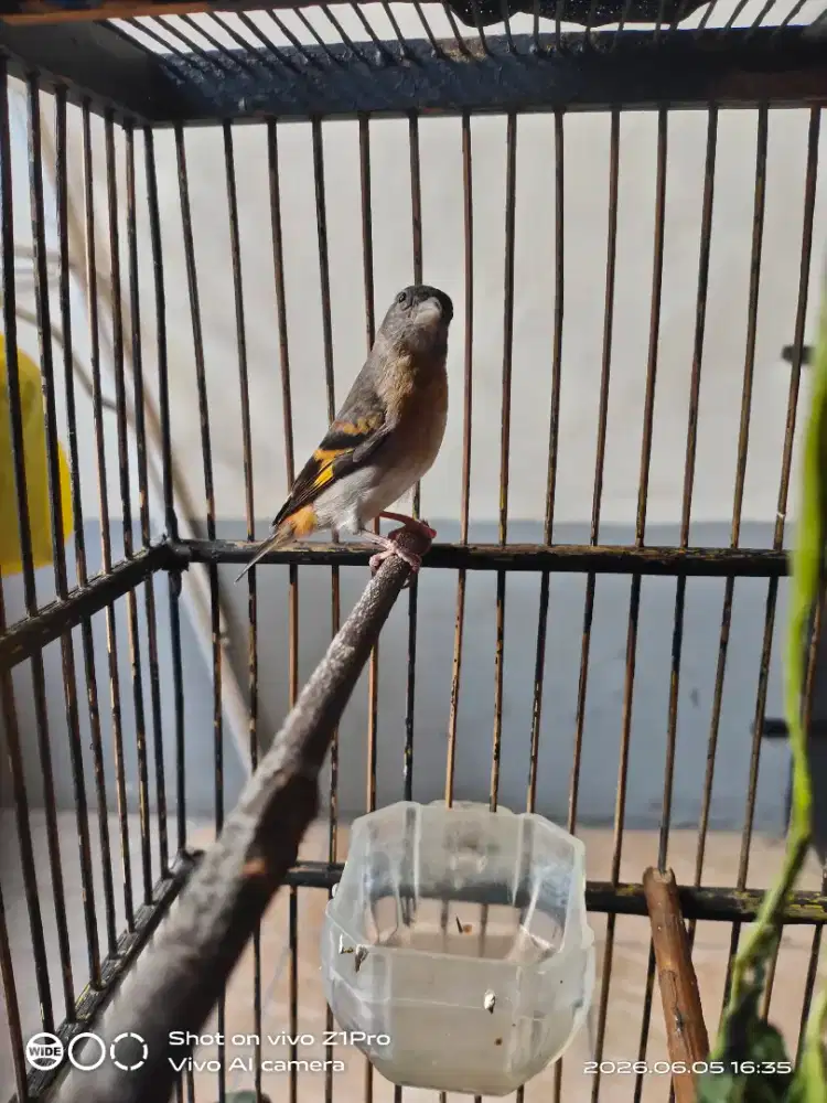 Jual siskin Betina Rajin