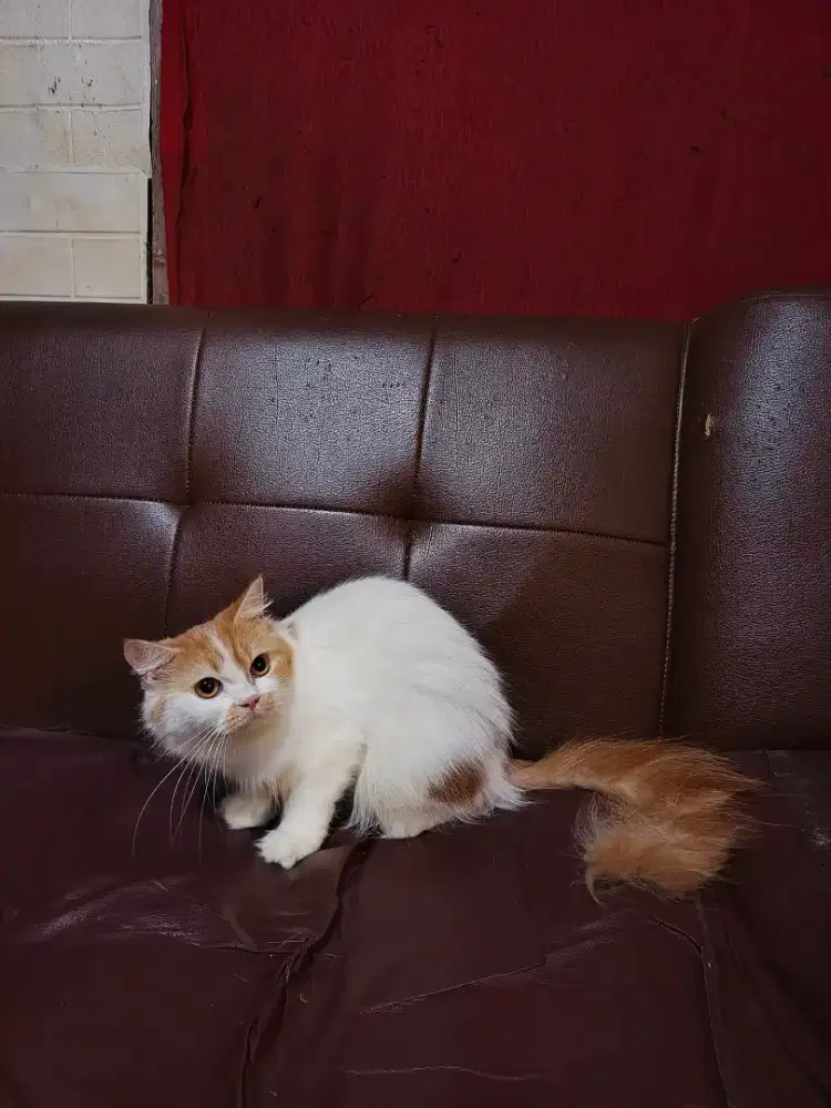 Persia Longhair