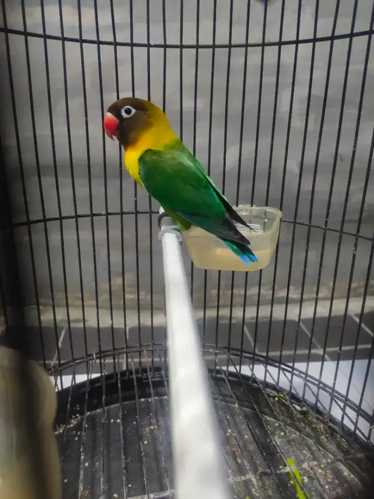 Burung lb Lovebird