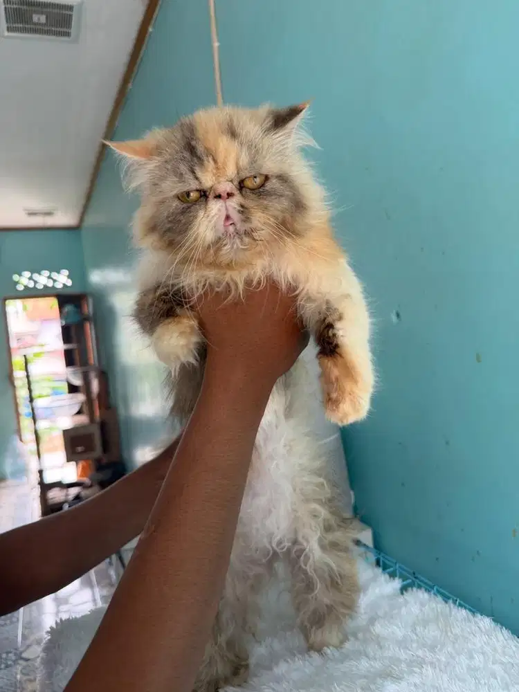 kucing persia peaknose