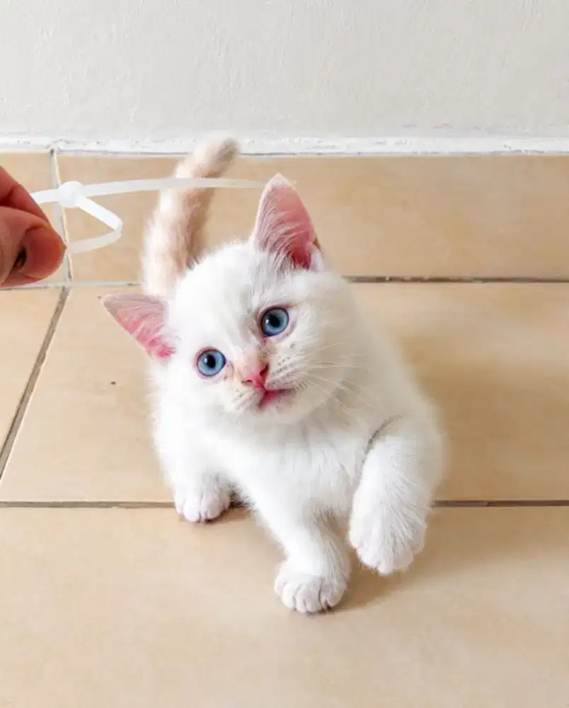 Munchkin x ragdoll jantan red point