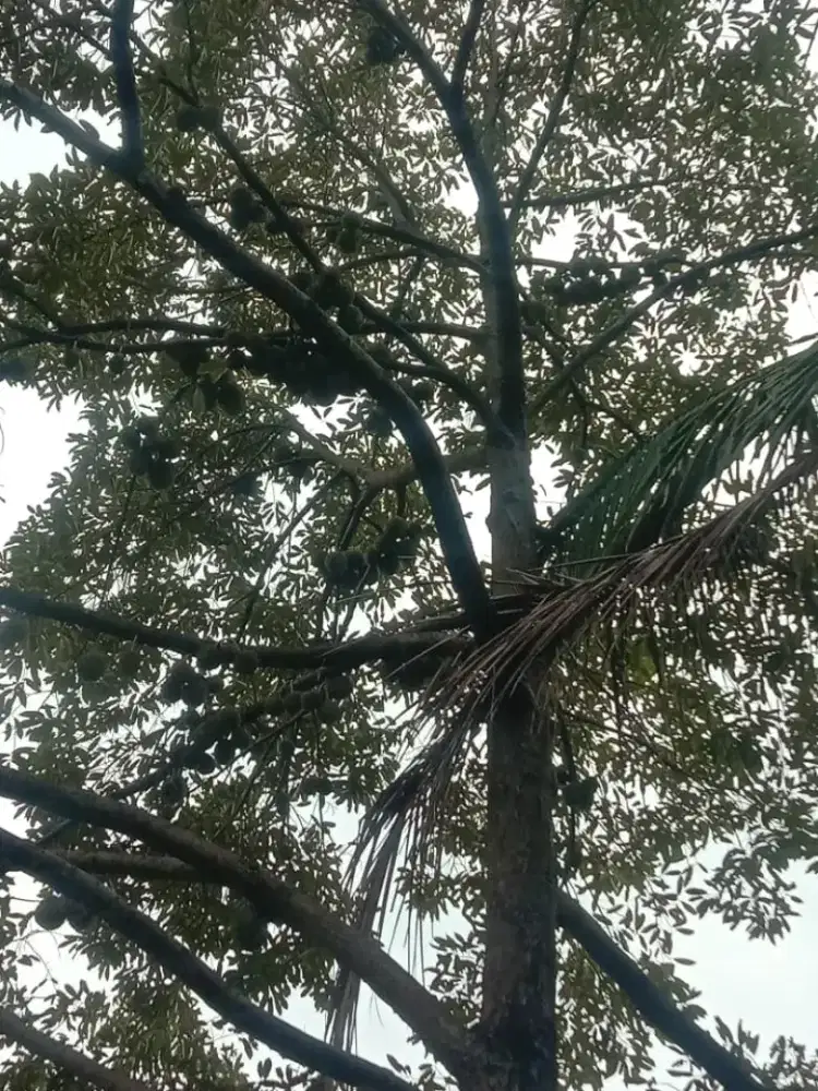 Jual kebun durian dan cengkeh