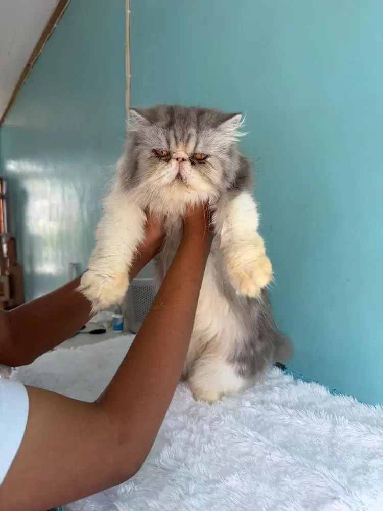 kucing persia flatnose