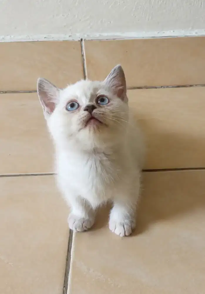Munchkin x ragdoll blue point betina