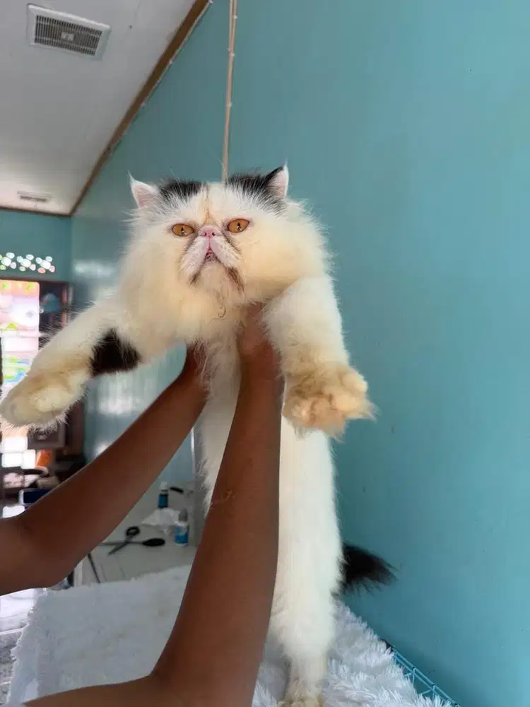 kucing persia peaknose