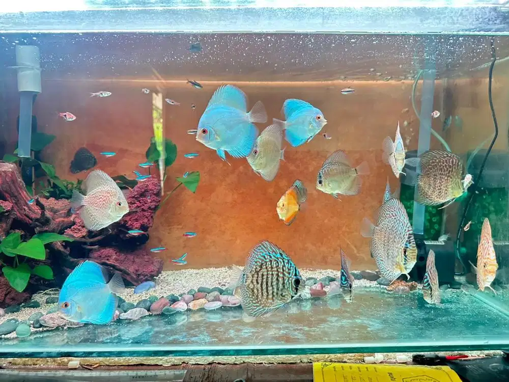 IKAN DISCUS DEPOK TIMUR