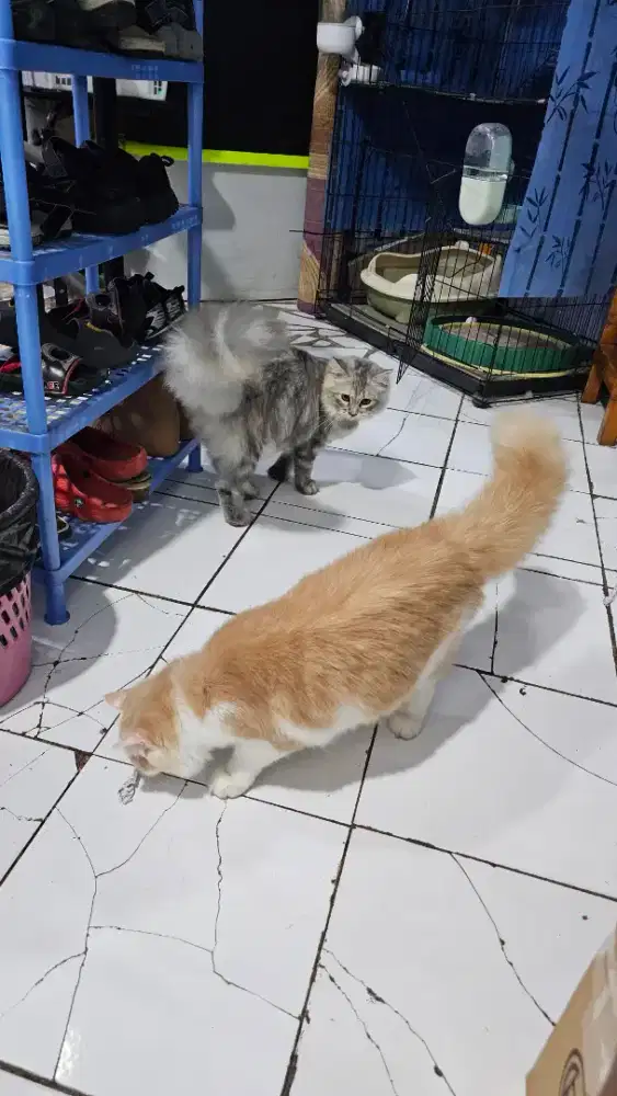 Kucing Persia Longhair