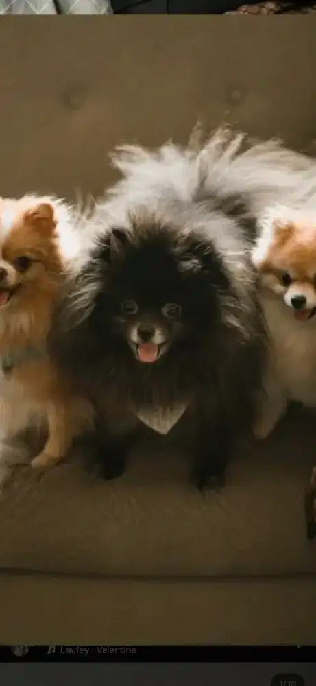 Anjing Mini Pomeranian Hitam (Open Adopt)