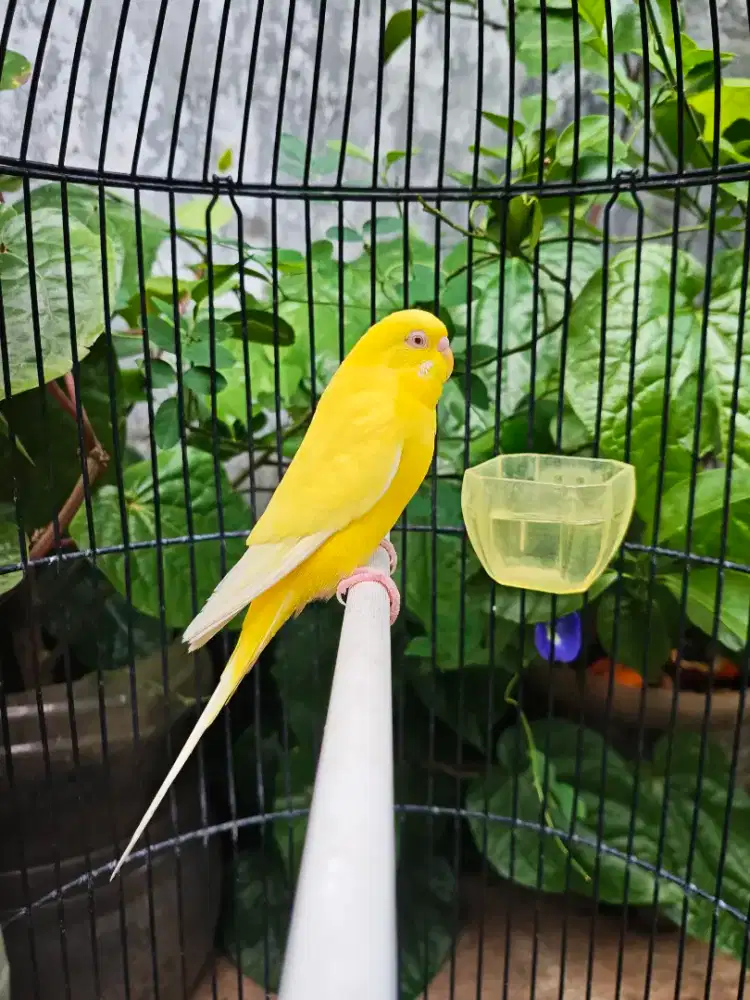 Burung Parkit Lutino MM