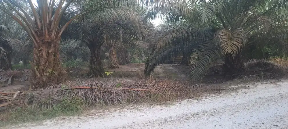 Di jual tanah di desa ridan bangkinang kota