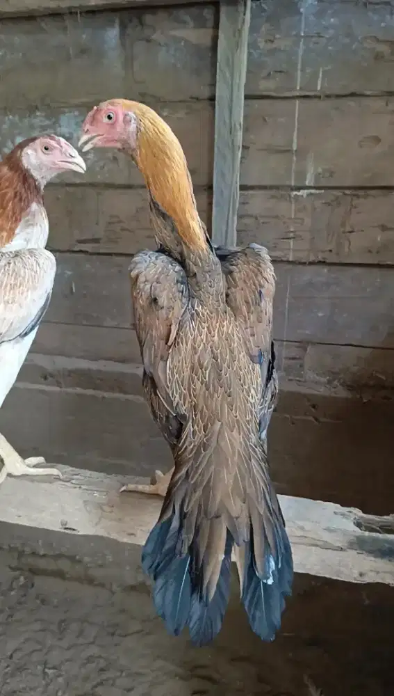 Ayam Ekor Lidi Ori