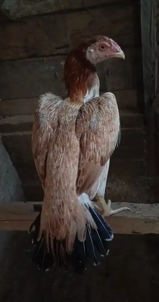 Ayam ekor lidi super