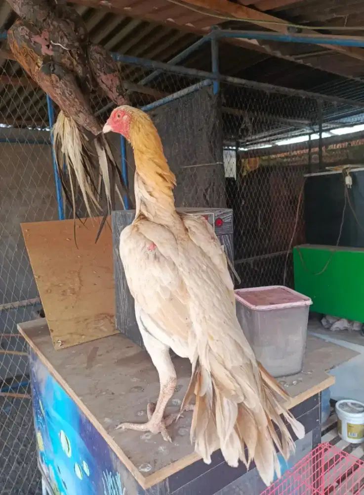 Ayam ekor lidi super