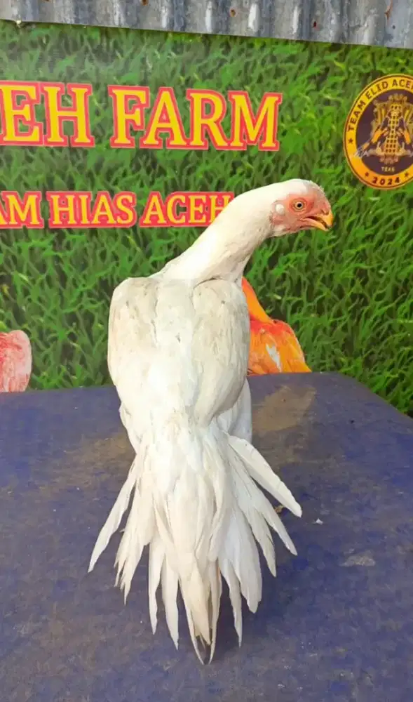 Ayam aseel parrot betina ori