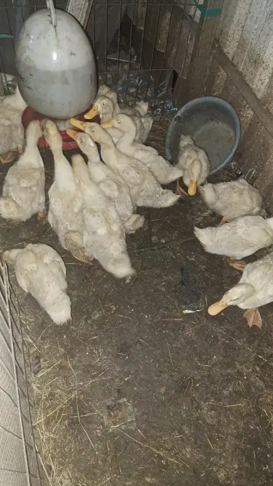 Bebek peliharaan