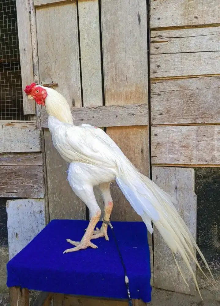 Ayam Aseel Parrot Ori