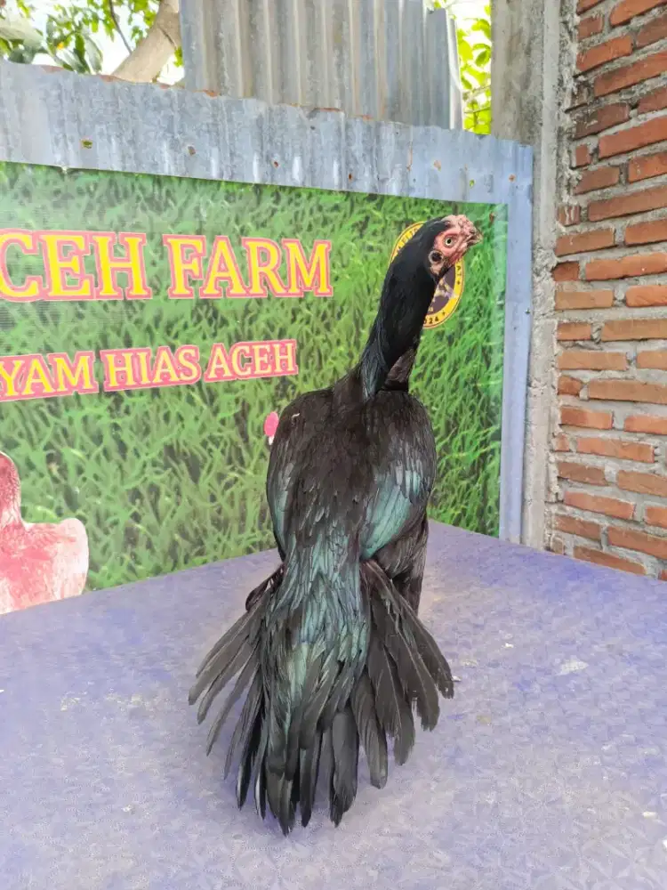 Ayam aseel parrot betina