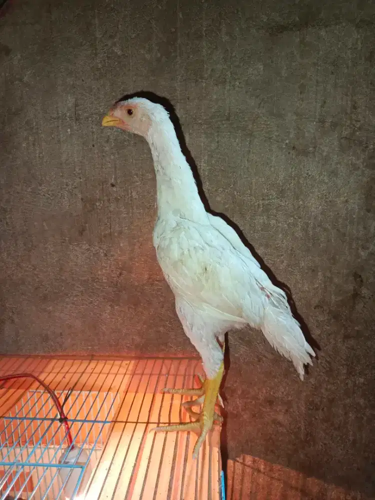 Ayam Shamo Eropa Super