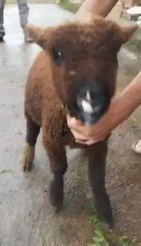 1 ekor anakan cempe domba merino jantan hitam 4 bulanan siap koleksian