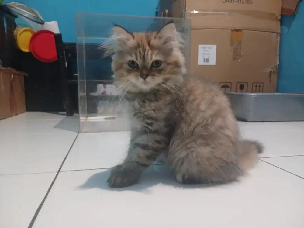 Kucing ras persia flat nose