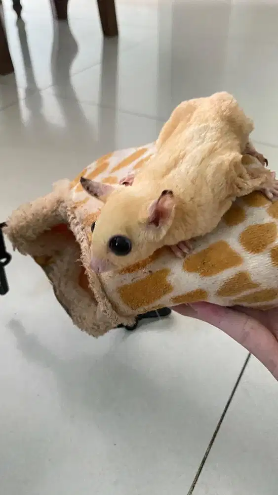 sugar glider cremino