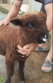 1 ekor anakan domba merino hitam jantan 4 bulanan warna langka exotik